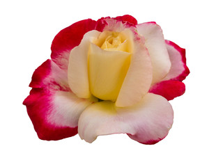 Rose flower isolated on white, macro blossom