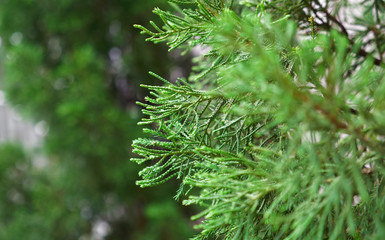 green fresh pine with blur background copyspace , selective focus , chirstmas concept.