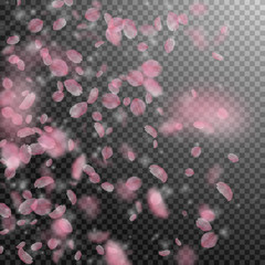 Sakura petals falling down. Romantic pink flowers 