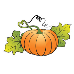 isolated pumpkin with leaves vector illustration