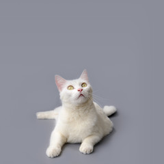 Obraz premium cute White cat on gray background