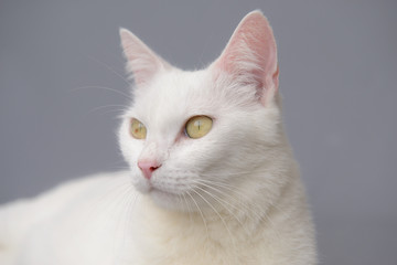 Fototapeta na wymiar cute White cat on gray background