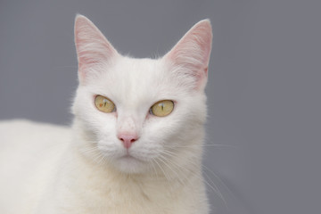 cute White cat on gray background