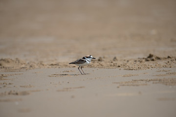 Male Malaysian plover is a small wader that nests on beaches and salt flats in Southeast Asia. 