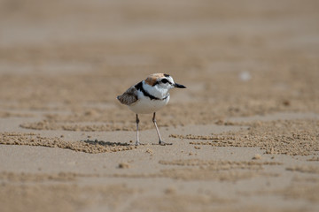 Male Malaysian plover is a small wader that nests on beaches and salt flats in Southeast Asia. 