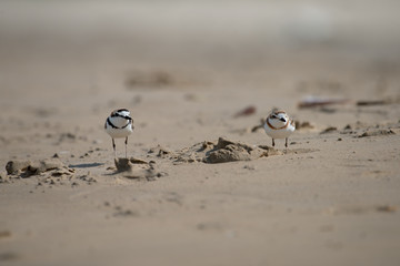 Male Malaysian plover is a small wader that nests on beaches and salt flats in Southeast Asia. 
