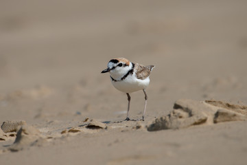 Male Malaysian plover is a small wader that nests on beaches and salt flats in Southeast Asia. 