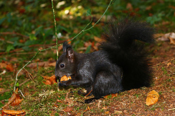 Eichhörnchen (Sciurus) © MerkAngela.WH
