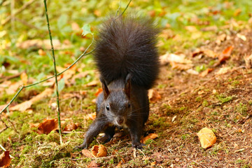 Eichhörnchen (Sciurus) © MerkAngela.WH