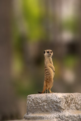Meerkat stands on a stone. Animal Cautious, looks around.