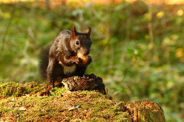 Eichhörnchen (Sciurus)