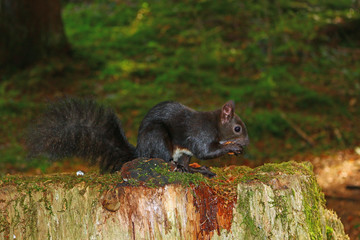 Eichhörnchen (Sciurus)