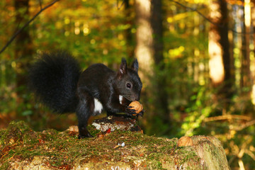 Eichhörnchen (Sciurus)