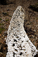 きのこに包まれた倒木