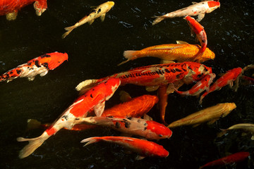 beautiful carp fish or koi fish swimming in the pond