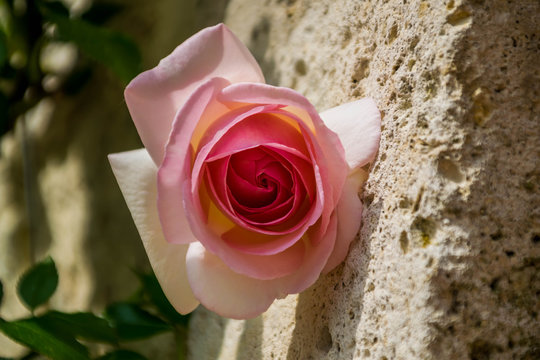 7 Best Reine Des Fleurs Images Stock Photos Vectors Adobe Stock