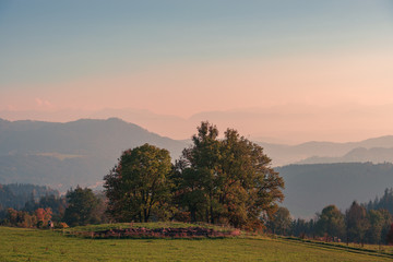 Baum in Herbstbergen mit Nebel