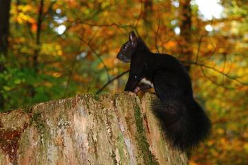 Eichhörnchen (Sciurus) © MerkAngela.WH