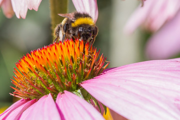 großaufnahme einer Blüte des Sonnenhutes in Pink mit Biene