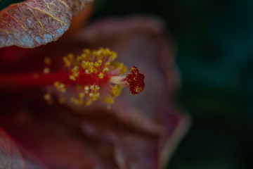 Lilienblüte im Detail