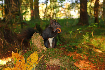 Eichhörnchen (Sciurus)