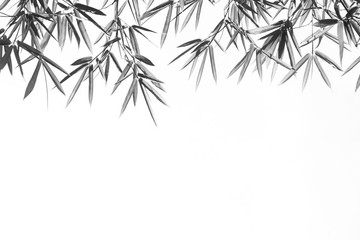 Bamboo Leaves in Black and White for Background