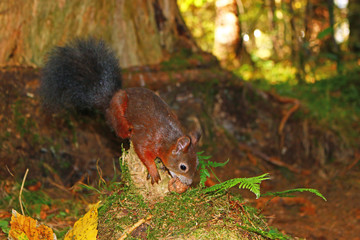 Eichhörnchen (Sciurus)