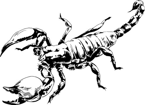 Scorpion is drawn with ink on white background tattoo