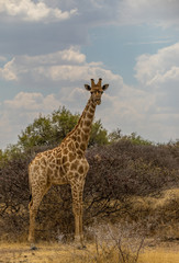 A Giraffe stands tall isolated in the African wilderness image with copy space in portrait format