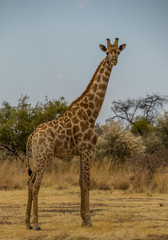 A Giraffe stands tall isolated in the African wilderness image with copy space in portrait format