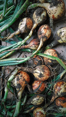 Harvesting, Rustic life, Onions and carrots, Vegetables