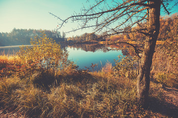 Early morning, sunrise over the lake. Rural landscape in autumn. The tree without leaves on the lakeshore