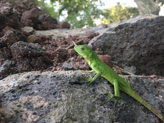 lizard