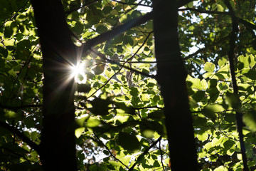 sunshine during leaves in the forest