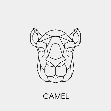 Geometric camel. Polygonal linear animal head. Vector illustration.
