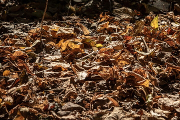 brown autumn leaves on the ground