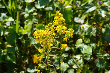 Solidago virgaurea or european goldenrod or woundwort yellow flowers