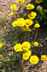 anthemis marschalliana or alpine marguerite or marschall's chamomile yellow flowers