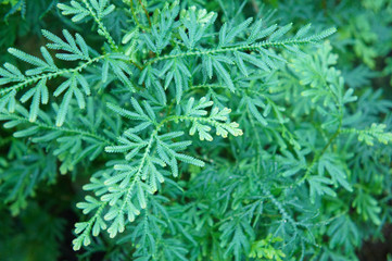 Selaginella wildenowii or cypress spikemoss green plant