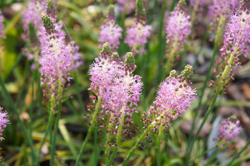 Obraz premium Scilla scilloides or barnardia japonica or japanese jacinth violet flowers