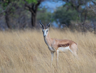 A springbok isolated in its natural habitat in the African wilderness image with copy space in landscape contract
