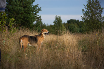 Hunting dog looking into the distance