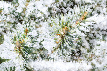 Naklejka na ściany i meble Branches of pine tree covered of first snow. Winter conifer forest background. Close-up