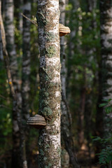 Mushrooms growing on birch in the forest