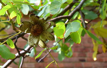 Close-up of Ripening Walnuts on Tree