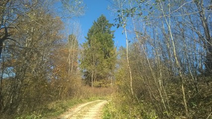 lasy, jesień,bieszczady,góry,bory, © Bohdan