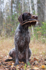 hunting dog sits with a duck wing