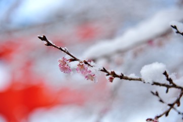 Fototapeta premium 雪と桜./冬桜に雪が積もっています.
