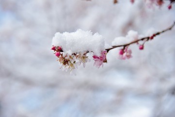 雪と桜./冬桜に雪が積もっています.