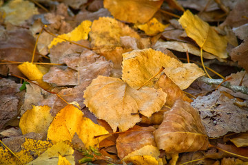 autumn leaves on ground